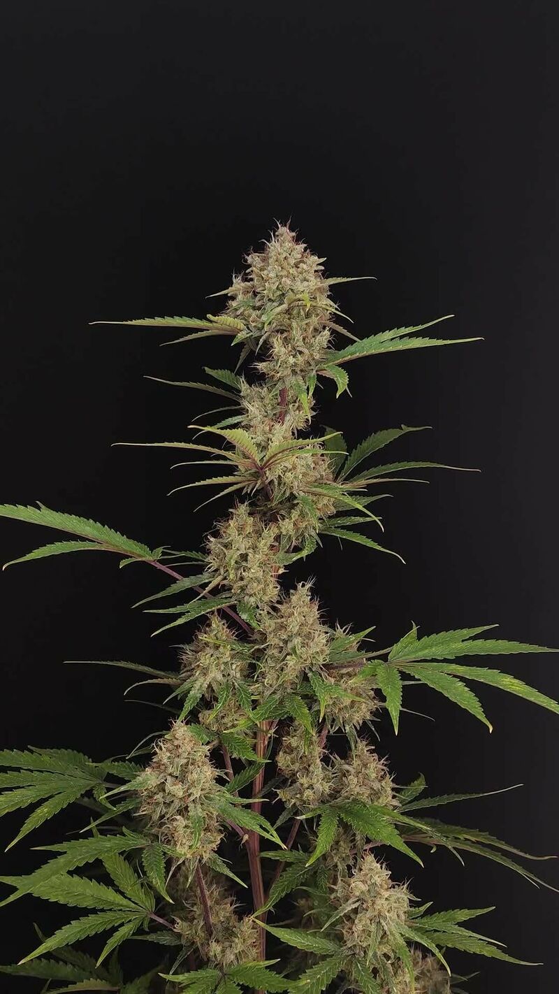 Guava Auto, Фасовка: 5, изображение 29